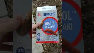 как избавится от слизней и улиток 100%