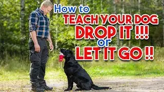 Drop IT!!! l How to Teach Your Dog the command 