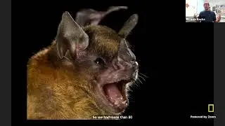 Explorer Classroom | Wild About Bats with Ricardo Rocha