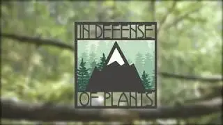 Cascades Teaser 1