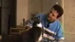 кошки.mp4