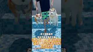 This Corgi’s short legs were on full display while swimming! 😂🐶💧