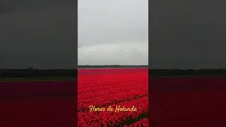 Flores de Holanda #flowers #nature