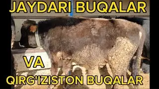 JAYDARI BUQALARNI VA QIRG'IZISTON BUQALAR QANDAY MOL BOQISH KERAK,1 OYDA QANCHA QO'SHILDI.