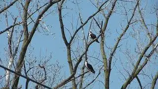 Osprey