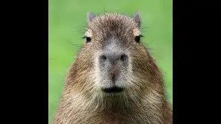 capybara edit