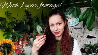 Update on my 1 year long RUBBER PLANT EXPERIMENT