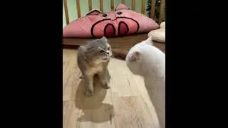 #talkingcat #talk #funnyanimal #shorts #youtubeshorts