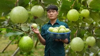 2 Years Alone in the Forest, Harvesting guavas to sell, Forest life