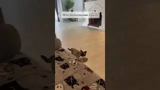 Сима - не бесполезная кошка! Она тапочки приносит 😁