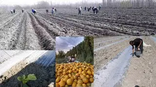 2-aprel, 2022  QOVUN EKISH SIRLARI.