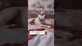 Новые домашние хвостики!