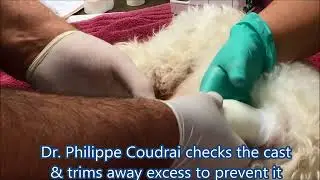 Maltese Dog Gets Cast for Fractured Leg | Winslow Animal Hospital