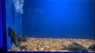 Featherfin catfish lifespan they're able to reach about ten to fifteen years in captivity