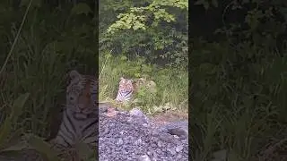 ХОТЕЛИ ПОГЛАДИТЬ ТИГРА!