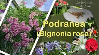 PODRANEA Ricasoliana. 🌿 Una de mis plantas TREPADORAS favoritas. Conócela un poco y te enamorará💘.