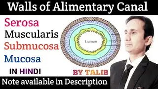 walls of Alimentary Canal In Hindi |Digestive System