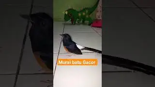 MURAI Batu Gacor