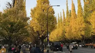 【4K】Tokyo Biking - Akasaka Mitsuke→Aoyama Itchome on saturday morning【JAPAN Nov.2021】 ASMR