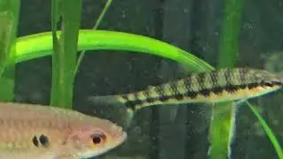 The 29 Gallon Tall | featuring the Panda Garra