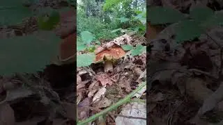 КРАСЕНЬ БОРОВИЙ ГРИБ