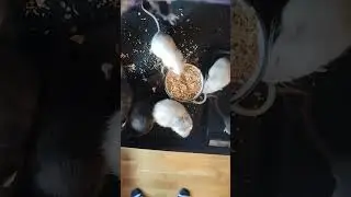 Eating ratties