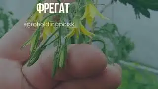 Томат 