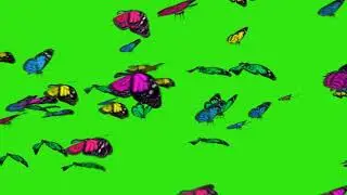 Amazing Butterfly Green Screen