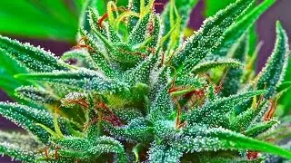 Big Pharma Buys the DEA