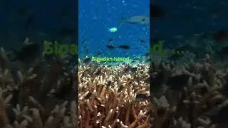 Dive into Paradise: Discover Sipadan Island and More! 🏝️🐠