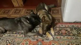 Кузя очень любит Мушу