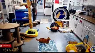 FFRC cats - returned cat Rupert is settling down 5 June 2022