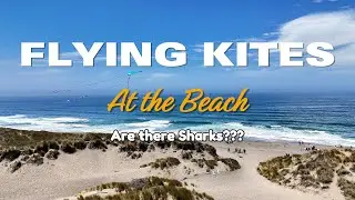 Kite, Drone, Surf, Shark?