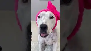Как вам такие видео от Тэффика?😍 