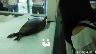 Cute and Funny Sea Doggo
