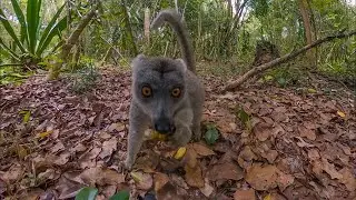 Surrounded by Lemurs -  4K 360° VR