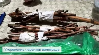Укоренение черенков винограда.