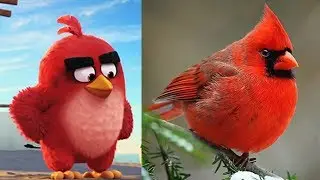 ANGRY BIRDS IN REAL LIFE