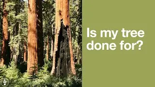 FAQs about Tree Hollows | Sara Bendrick