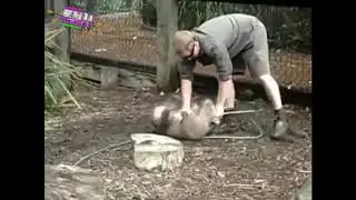 Батяня вомбат