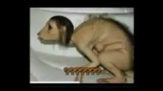 Paranormal Animals - Weird and very dangerous
