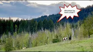 Horses Come Running | Feed Time | Can Horses Self-Trim?