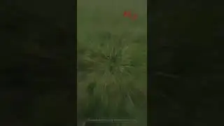 Медведь едят Медведя 🥺