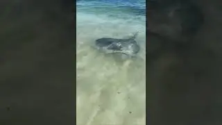 Stingrays at the Hamelin Bay Western Australia April 2023