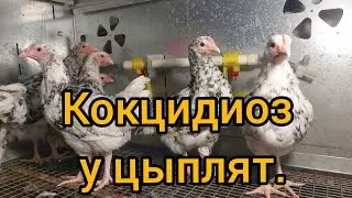 Кокцидиоз у цыплята, признаки, лечение.