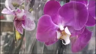 В Сочи предпраздничный завоз орхидей! 😍