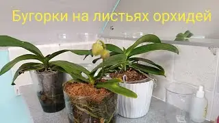 Профилактический полив орхидей фунгицидом🌿