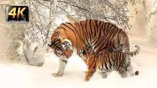 Ultimate Animals Collection in 4K 60FPS (ULTRA HD)