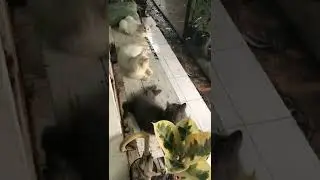 น้องแมวเปอร์เซียในวันที่ฝนพรำ