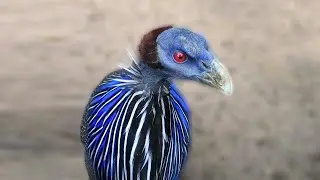 The world's rarest Vulturine guineafowl